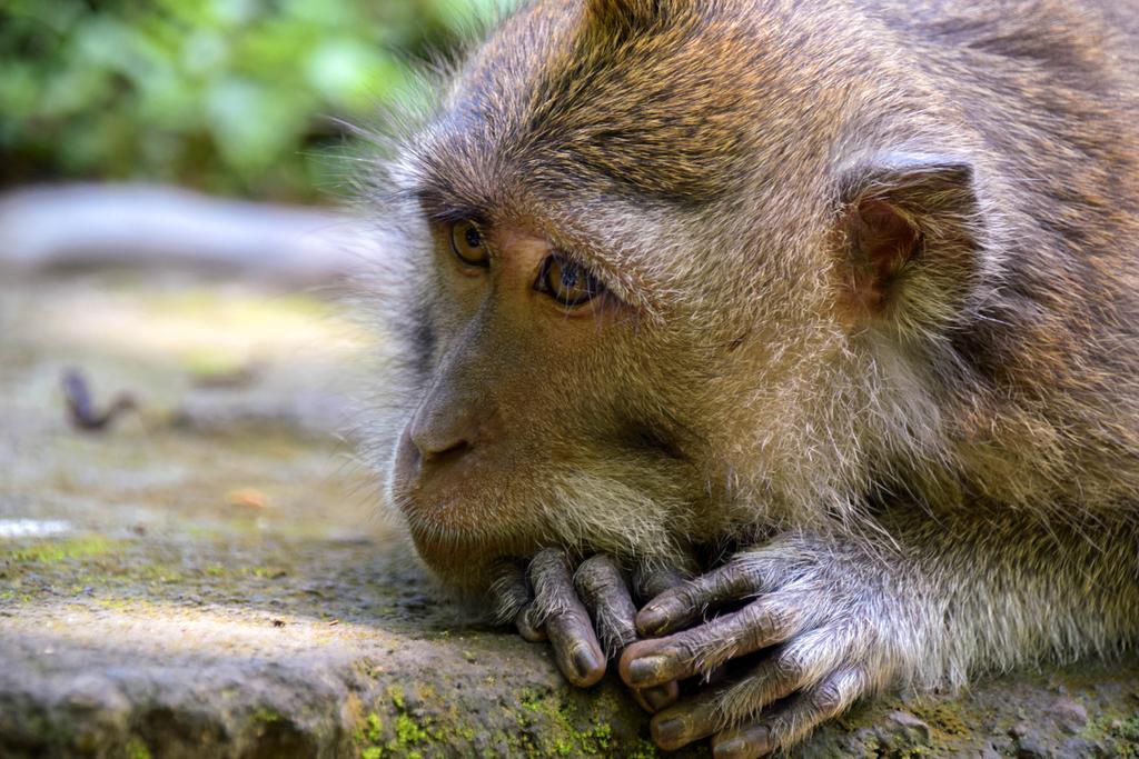 Rahayu Monkey Forest Holiday park